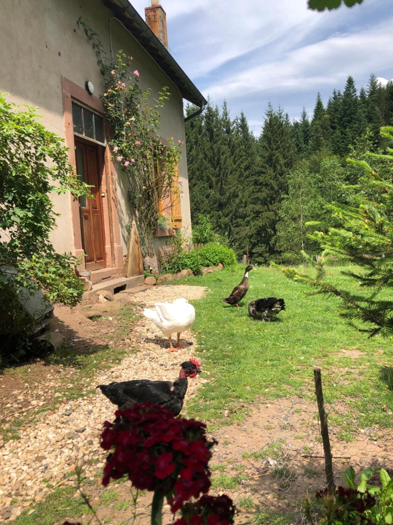 A L'Oree De Soi - Maison Forestiere De La Soie - Eco Gite, Chambres D'Hotes, Camping Au Pied Des Vosges Saint-Sauveur  ภายนอก รูปภาพ